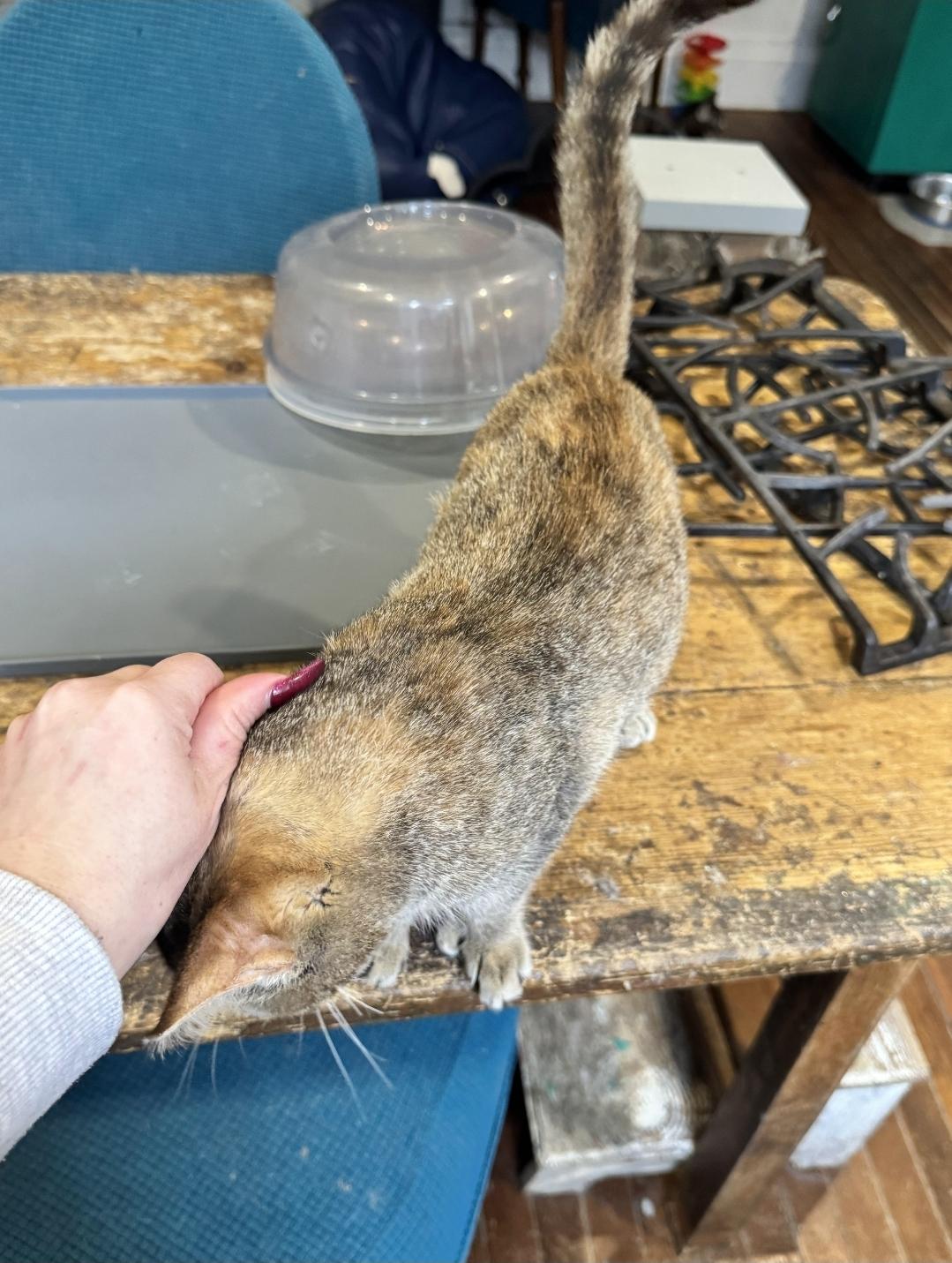 Enlarge Zelda Fitzgerald, a ADOPTABLE Domestic Short Hair in Wilmington, NC image 3/6