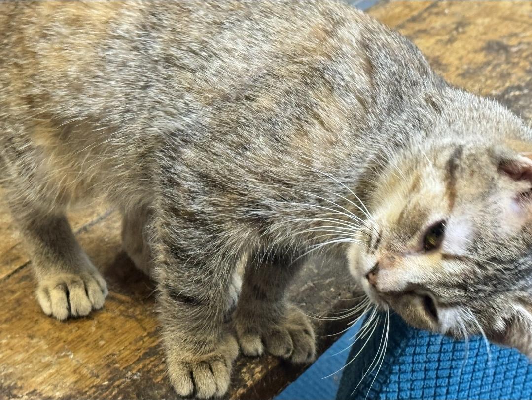 Enlarge Zelda Fitzgerald, a ADOPTABLE Domestic Short Hair in Wilmington, NC image 6/6