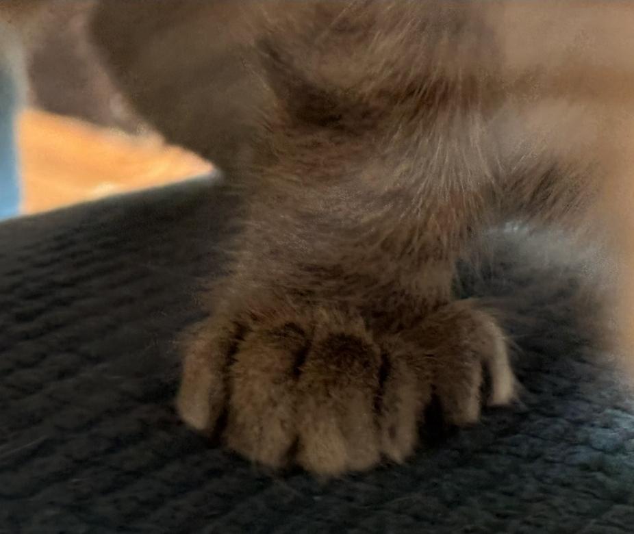 Enlarge Zelda Fitzgerald, a ADOPTABLE Domestic Short Hair in Wilmington, NC image 2/6