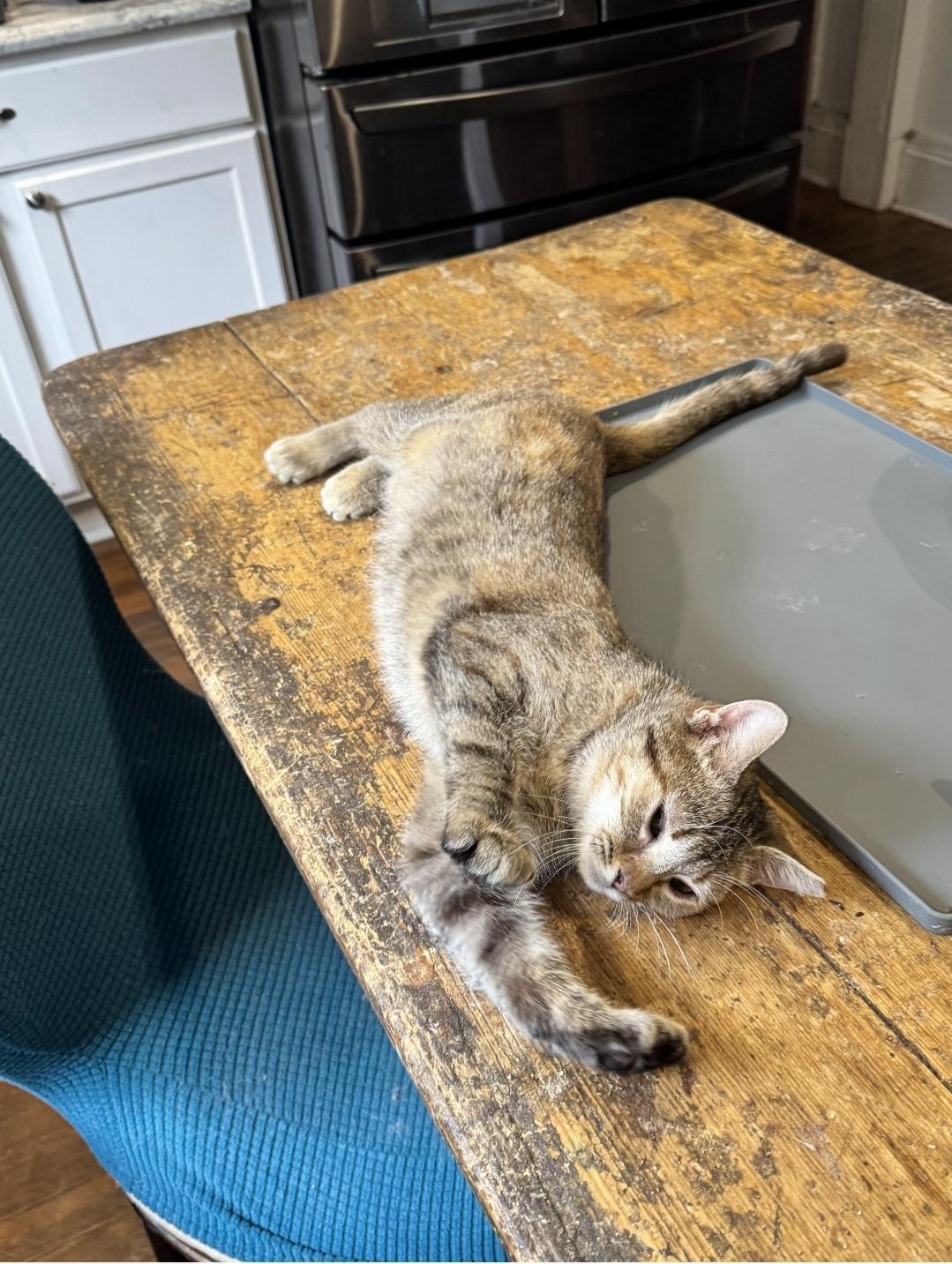 Enlarge Zelda Fitzgerald, a ADOPTABLE Domestic Short Hair in Wilmington, NC image 1/6