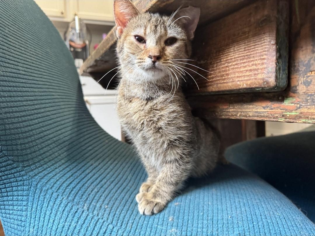 Enlarge Zelda Fitzgerald, a ADOPTABLE Domestic Short Hair in Wilmington, NC image 5/6