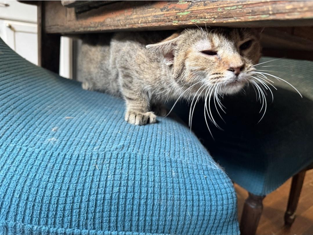 Enlarge Zelda Fitzgerald, a ADOPTABLE Domestic Short Hair in Wilmington, NC image 4/6