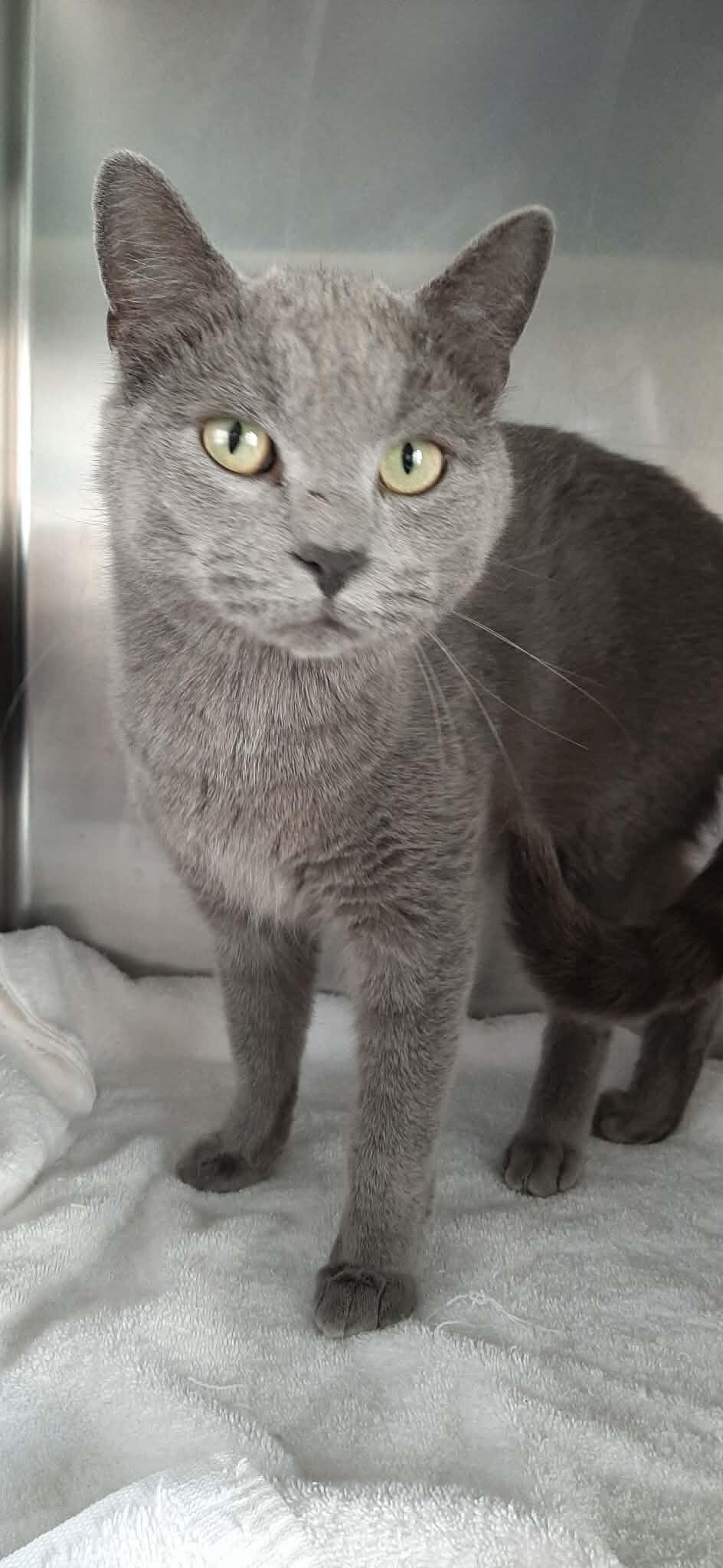 Enlarge Shadow, a Adoptable Domestic Short Hair in Georgetown, OH image 1/1