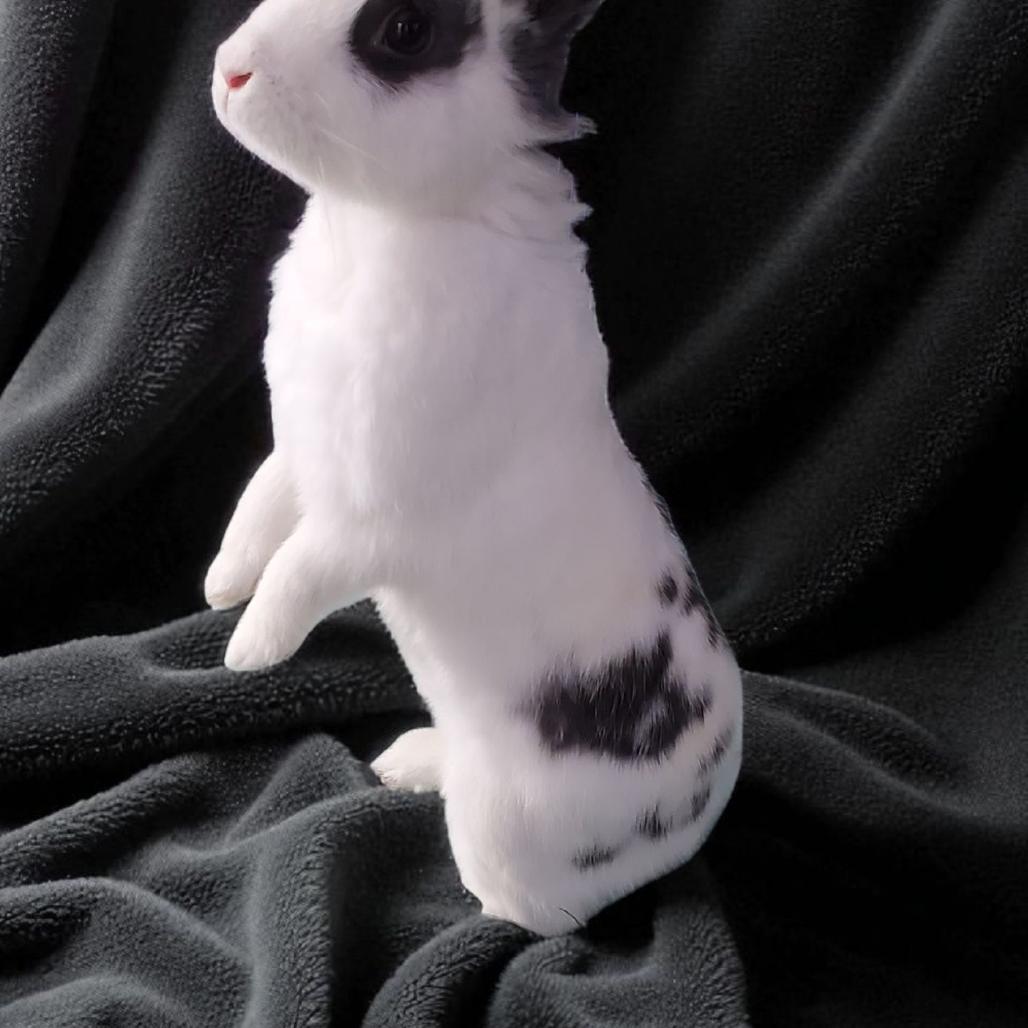 Molly(bonded to Muffin), Adoptable, Young Female Hotot & Lionhead.