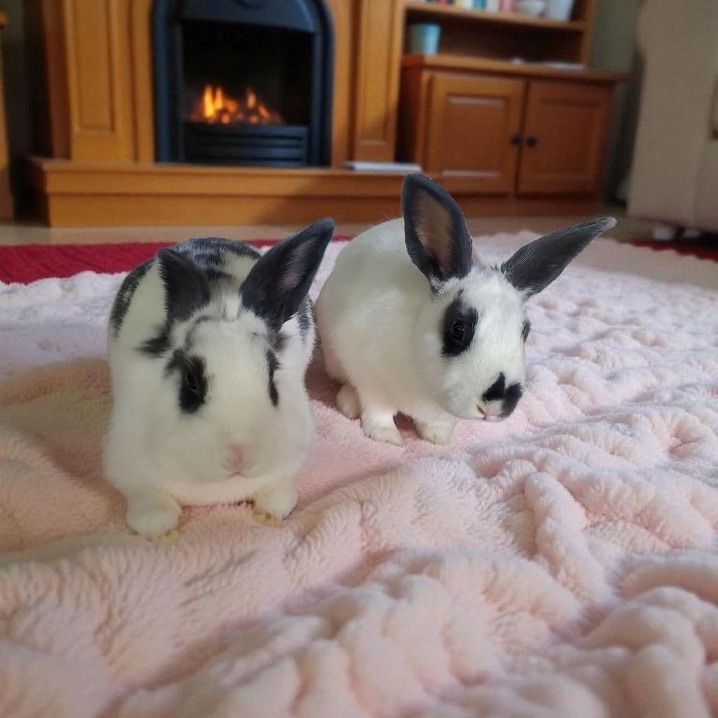 Enlarge Molly(bonded to Muffin), a Adoptable mixed breed in Murrieta, CA image 2/4