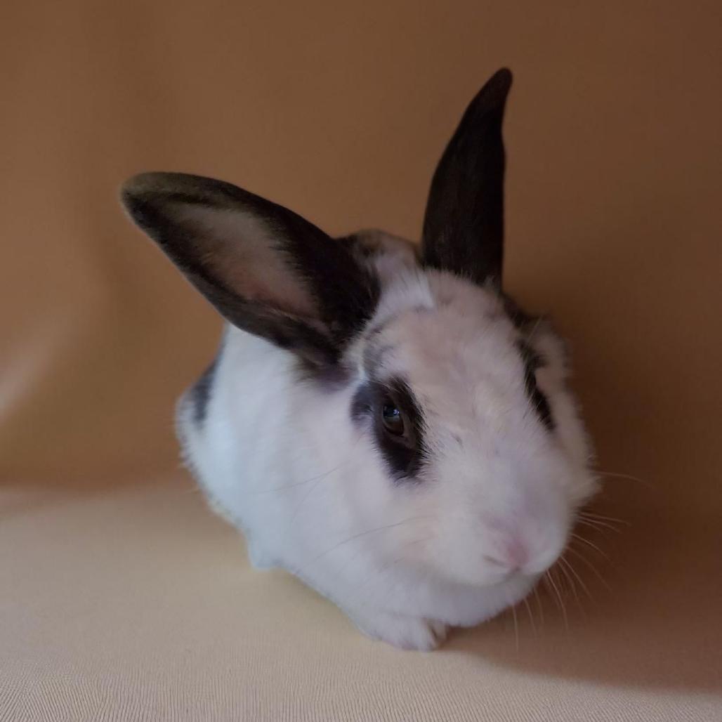 Enlarge Molly(bonded to Muffin), a Adoptable mixed breed in Murrieta, CA image 3/4