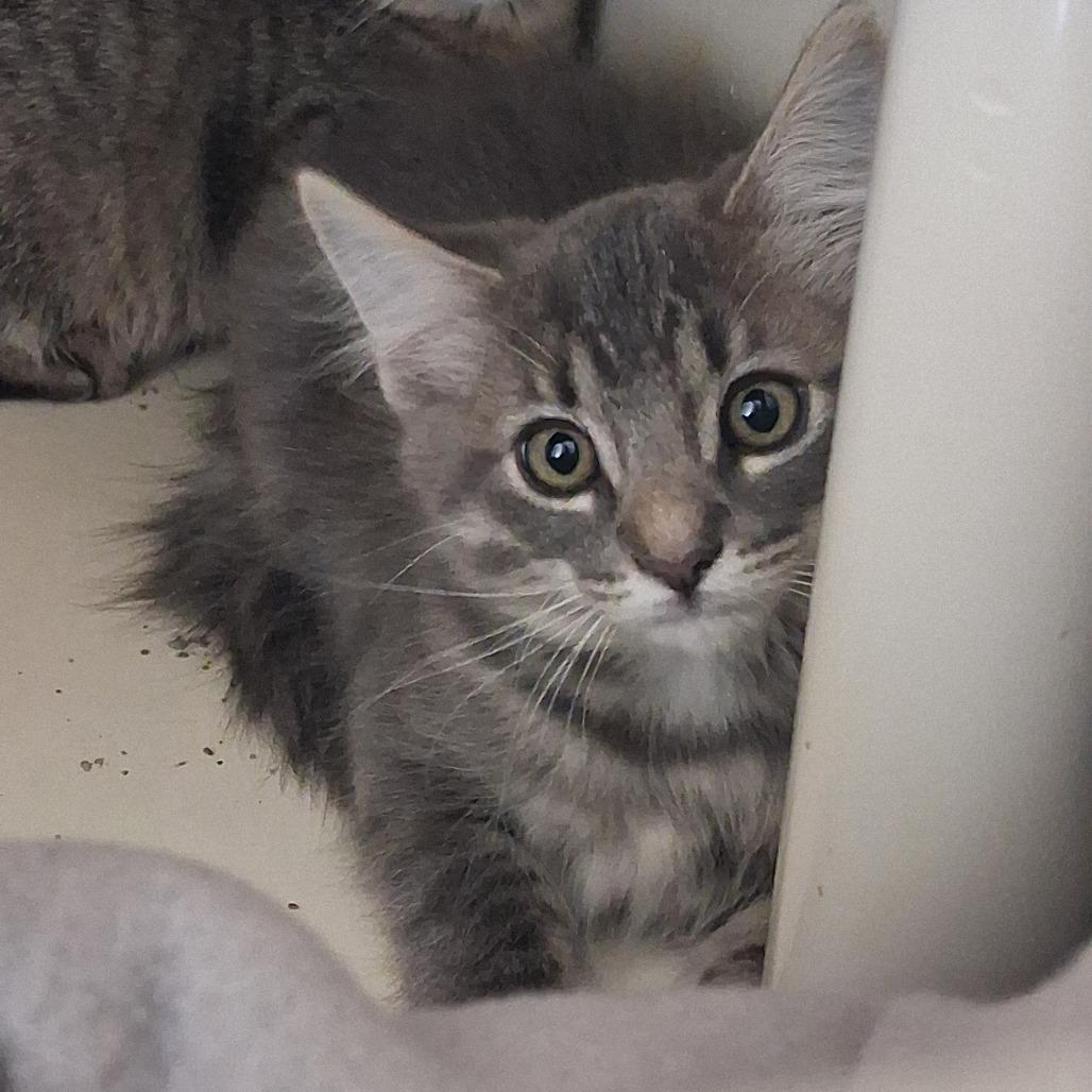 Saguaro, Adoptable, Kitten Male Domestic Medium Hair.