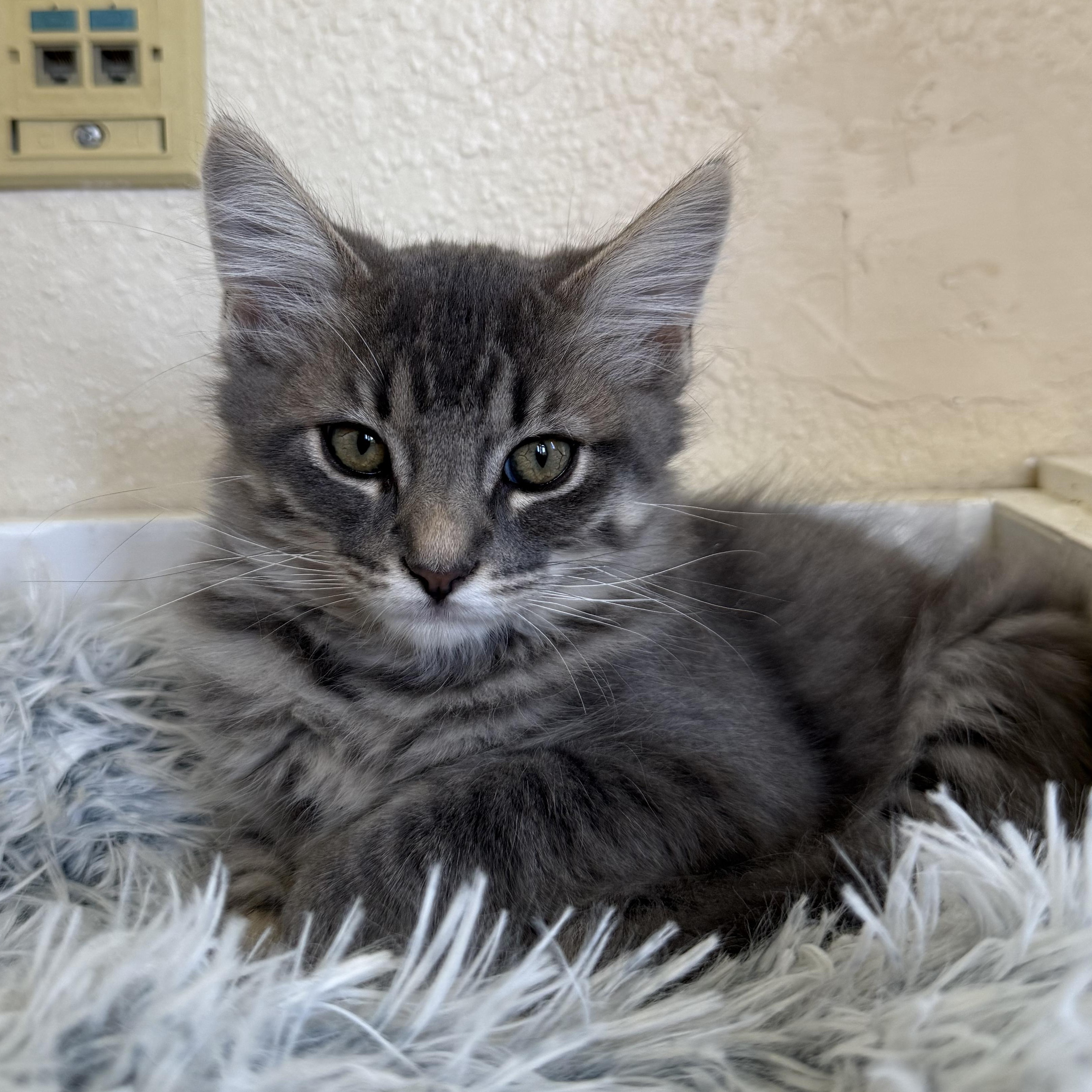 Enlarge Saguaro, a Adoptable Domestic Medium Hair in Ridgway, CO image 4/6
