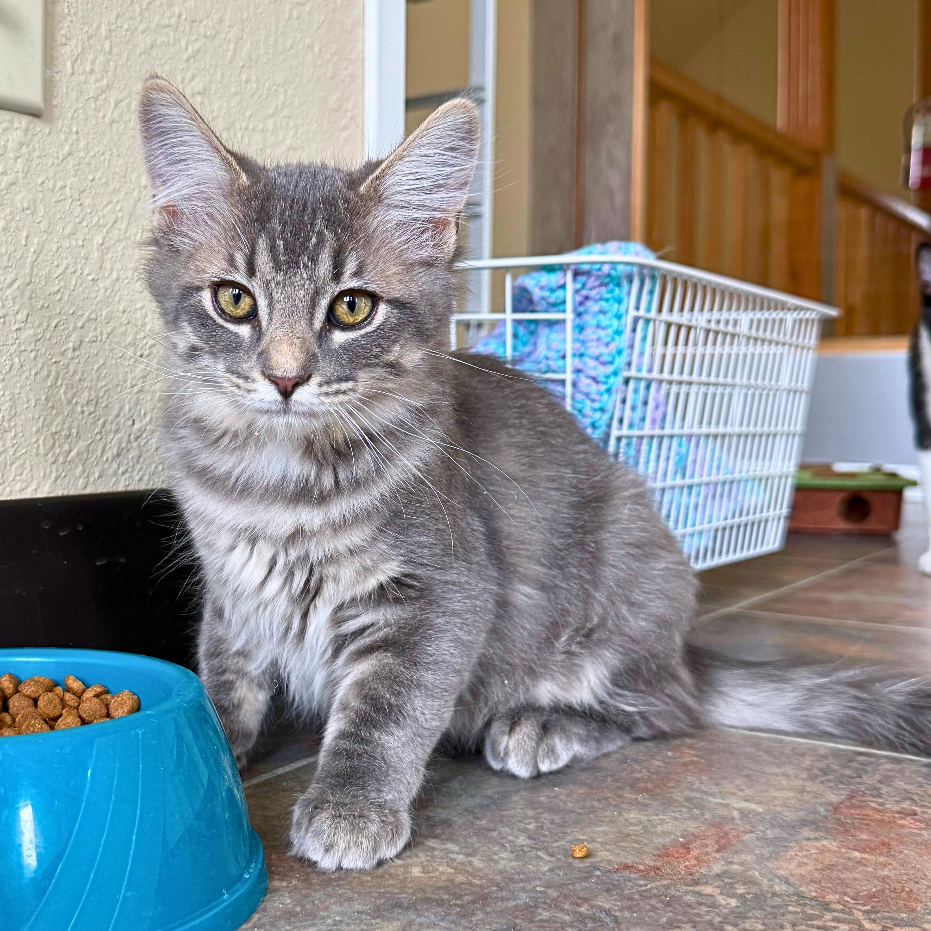 Enlarge Saguaro, a Adoptable Domestic Medium Hair in Ridgway, CO image 3/6