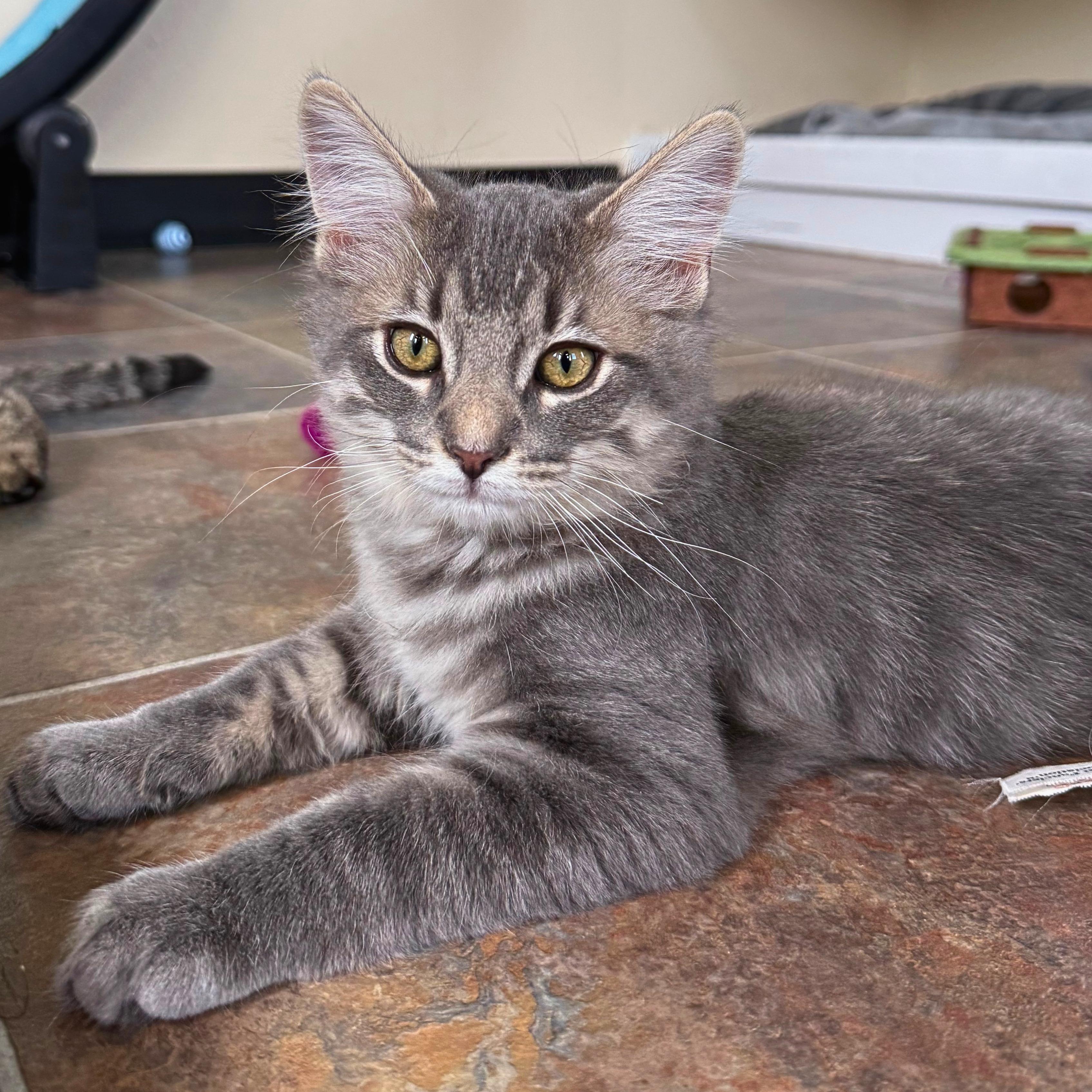 Enlarge Saguaro, a Adoptable Domestic Medium Hair in Ridgway, CO image 1/6