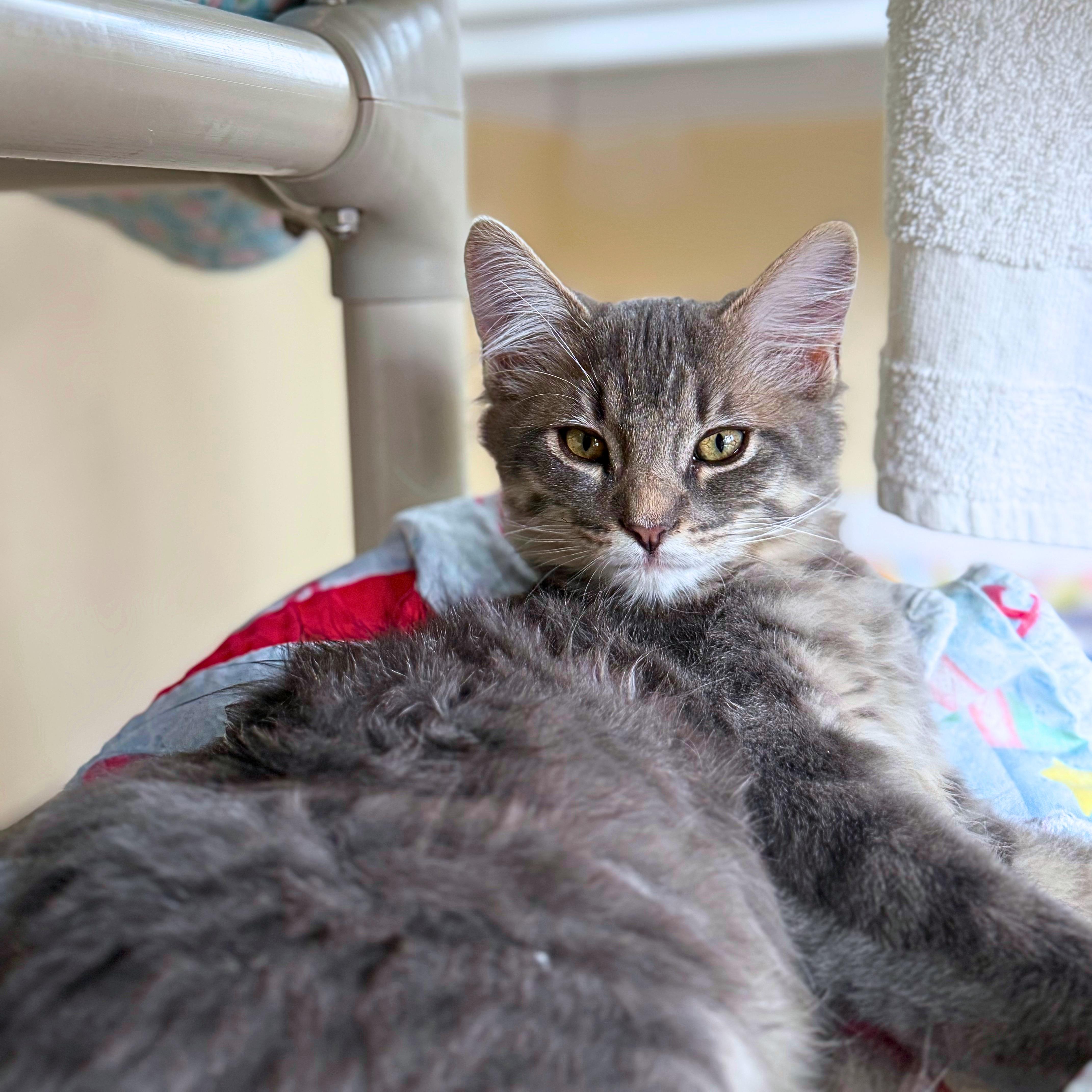 Enlarge Saguaro, a Adoptable Domestic Medium Hair in Ridgway, CO image 6/6