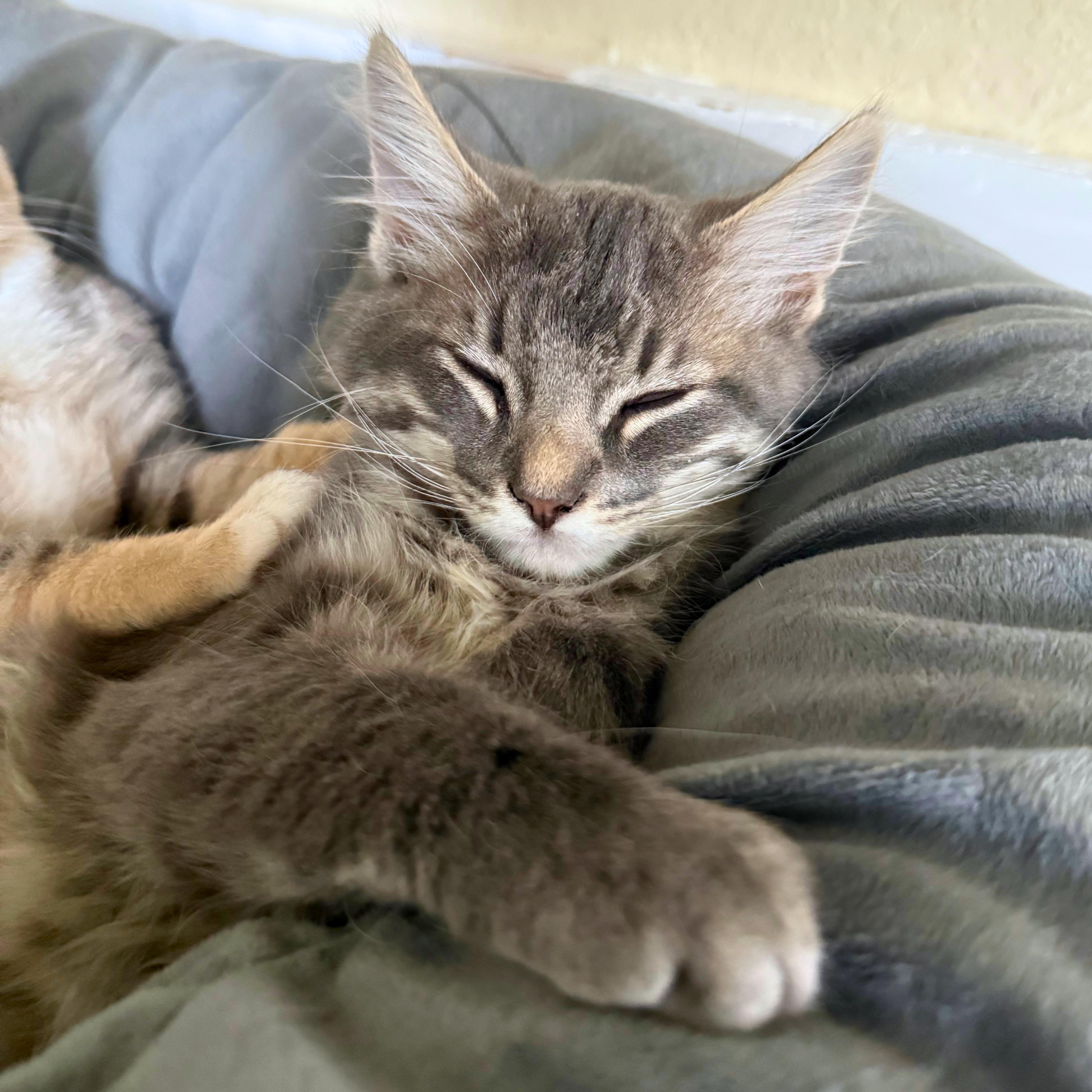 Enlarge Saguaro, a Adoptable Domestic Medium Hair in Ridgway, CO image 5/6