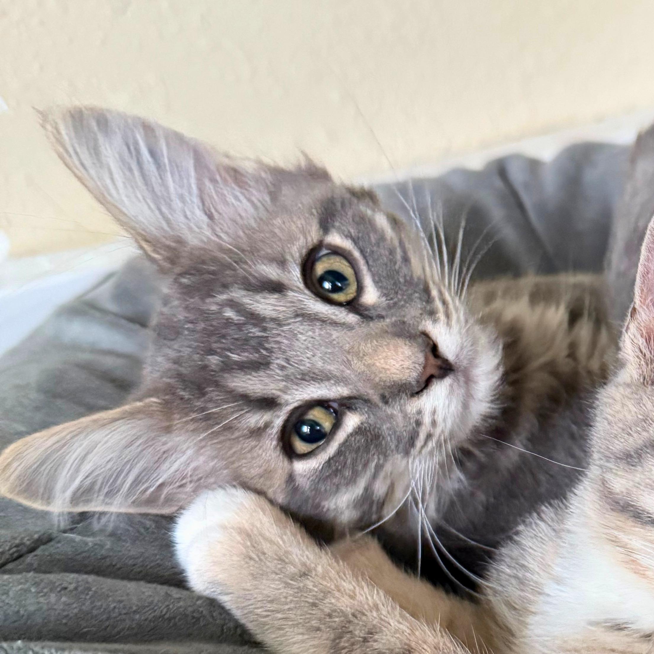 Enlarge Saguaro, a Adoptable Domestic Medium Hair in Ridgway, CO image 2/6