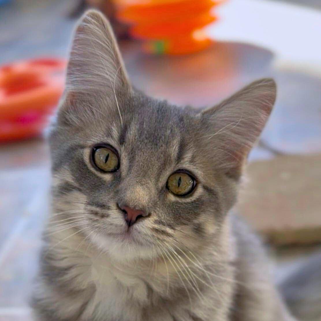 Saguaro, Adoptable, Kitten Male Domestic Medium Hair.