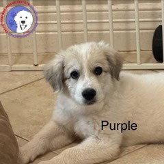 Remi, adopted, Puppy Female Great Pyrenees.