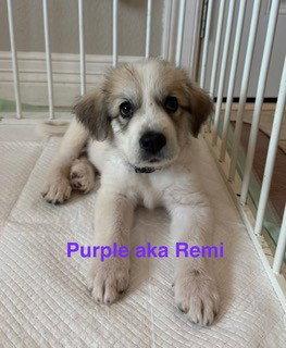Enlarge Remi, an adopted Great Pyrenees in Spring, TX image 2/4