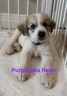 Enlarge Remi, an adopted Great Pyrenees in Spring, TX image 3/4