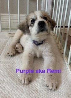 Enlarge Remi, an adopted Great Pyrenees in Spring, TX image 4/4