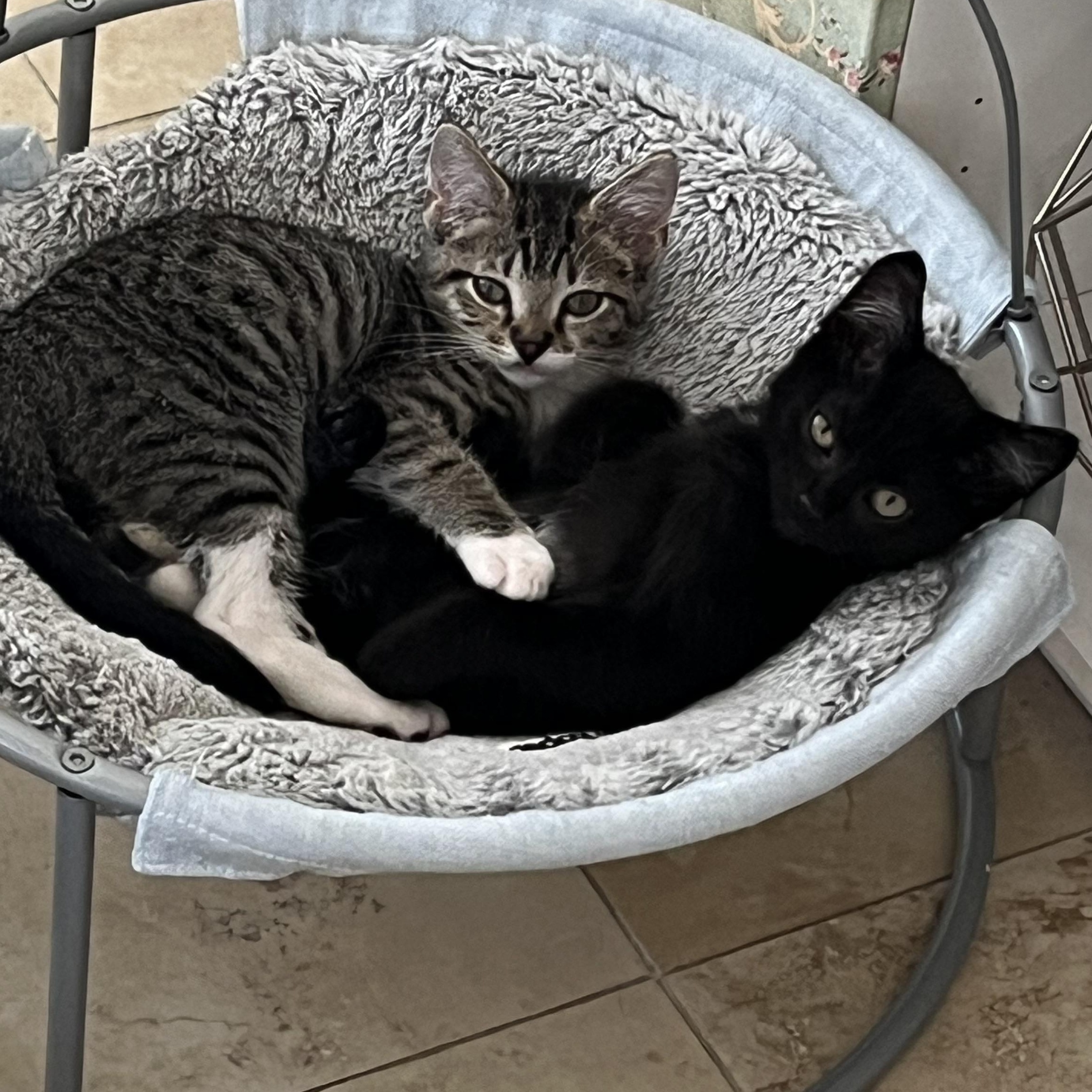 Enlarge Ace and Terry, a Adoptable mixed breed in Providence, RI image 2/5