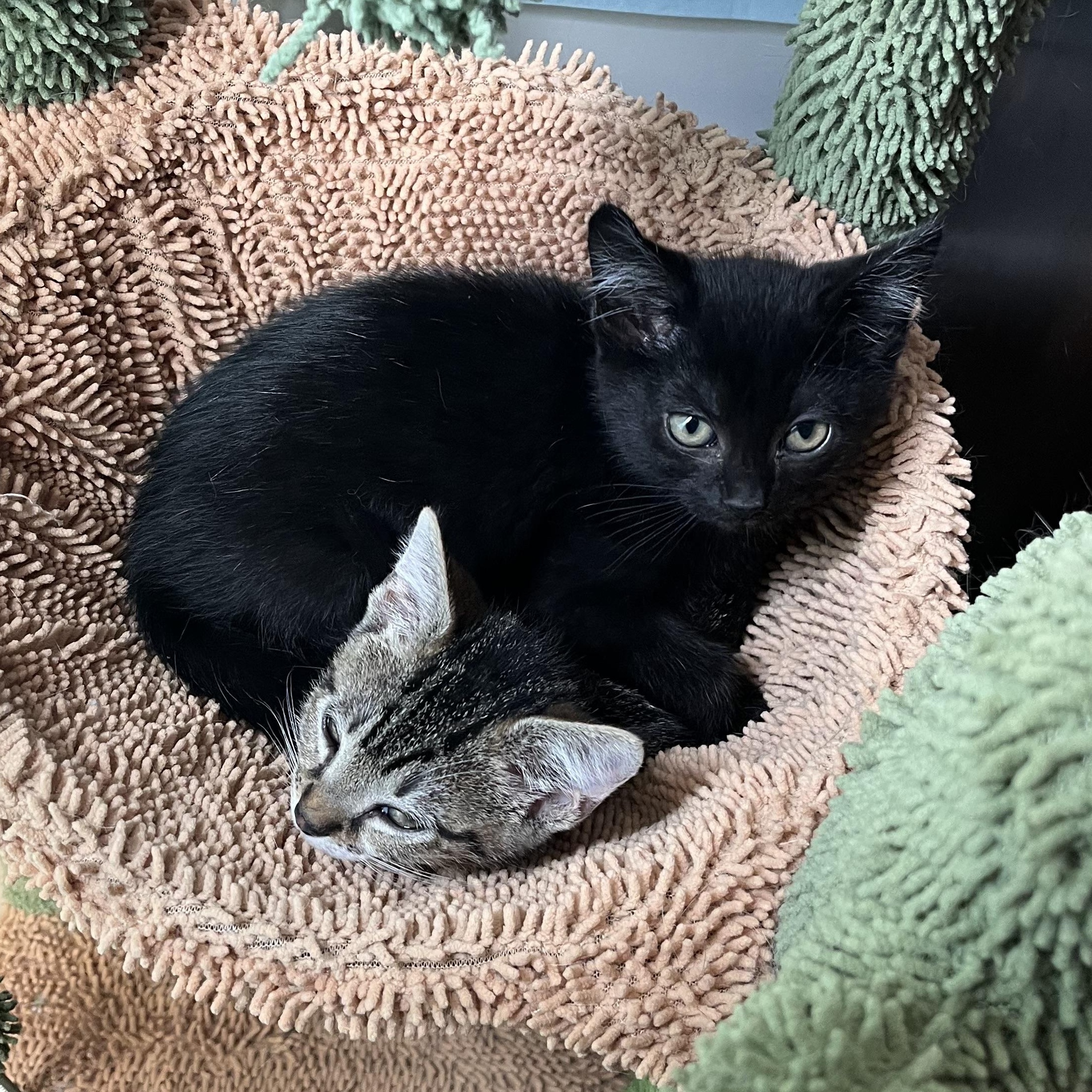 Enlarge Ace and Terry, a Adoptable mixed breed in Providence, RI image 3/5