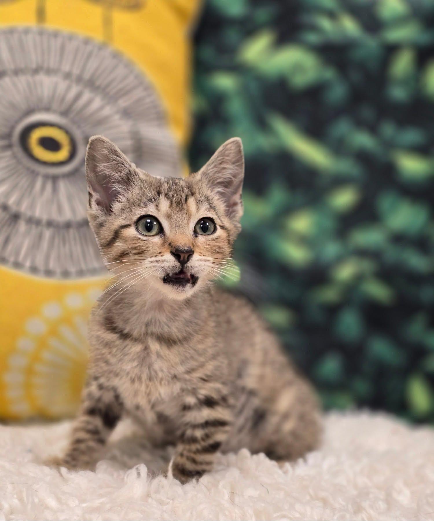 Enlarge Maverick, a Adoptable Domestic Short Hair in Effingham, IL image 2/2
