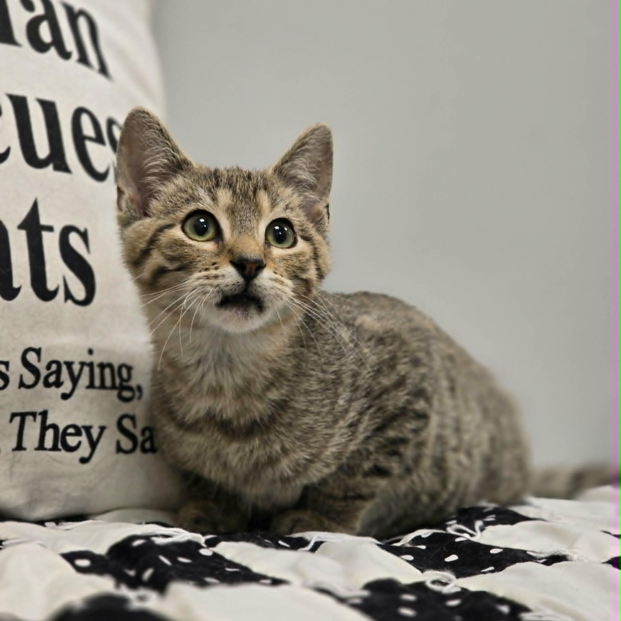 Enlarge Maverick, a Adoptable Domestic Short Hair in Effingham, IL image 1/2