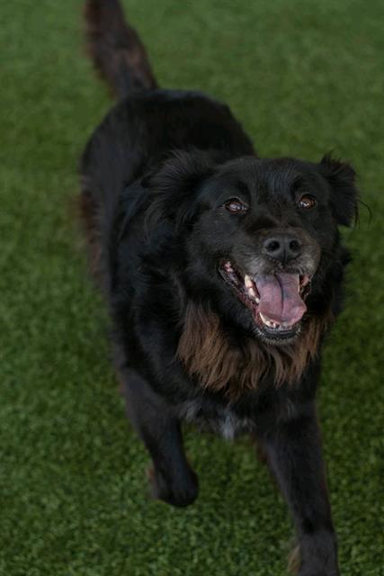 CARLY, Adoptable, Adult Female Collie & Chow Chow.