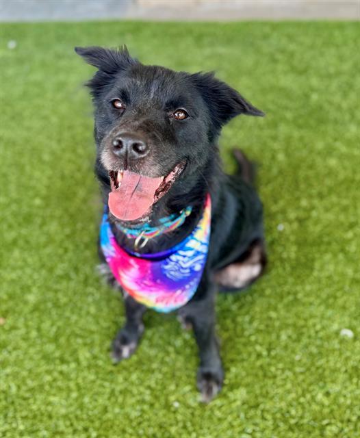 CARLY, Adoptable, Adult Female Collie & Chow Chow.