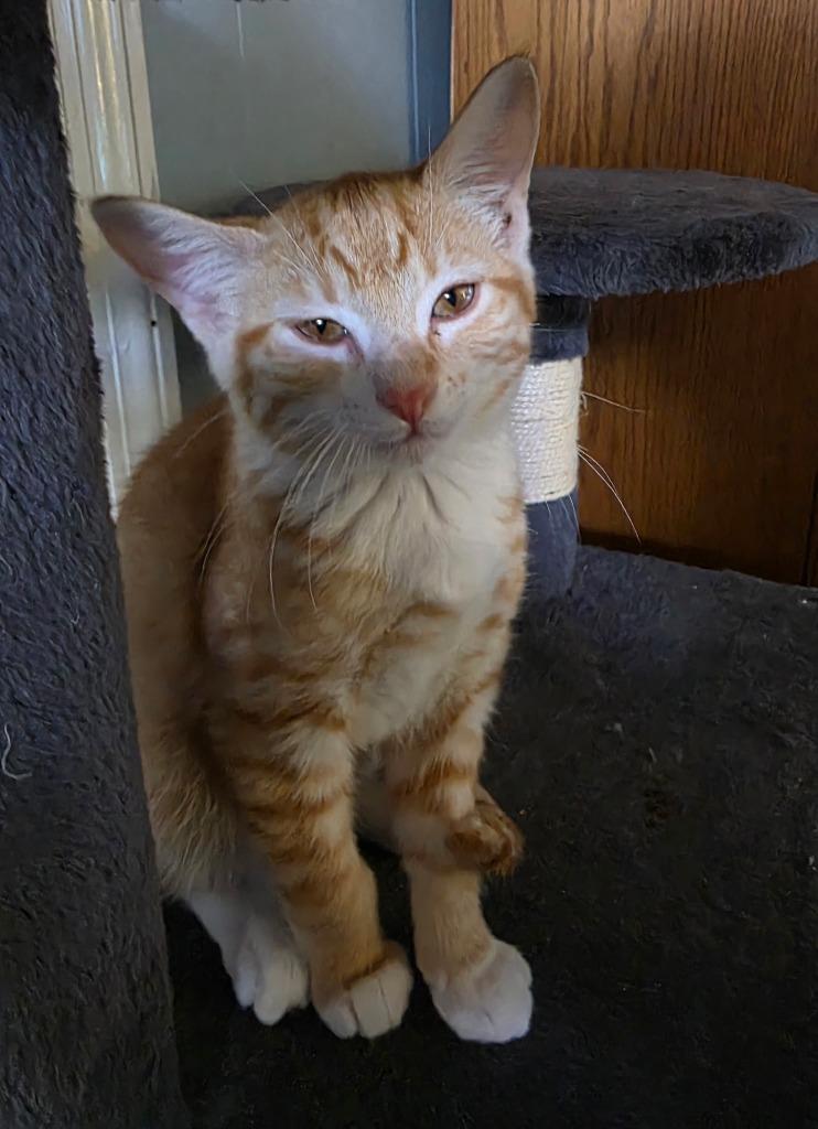 Muffin, Adoptable, Kitten Male Domestic Short Hair.