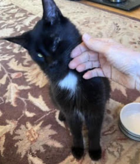 Fritz, an adopted Maine Coon in Cincinnati, OH image 2/3