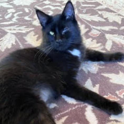 Fritz, an adopted Maine Coon in Cincinnati, OH image 3/3