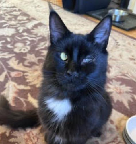 Fritz, adopted, Young Male Maine Coon.