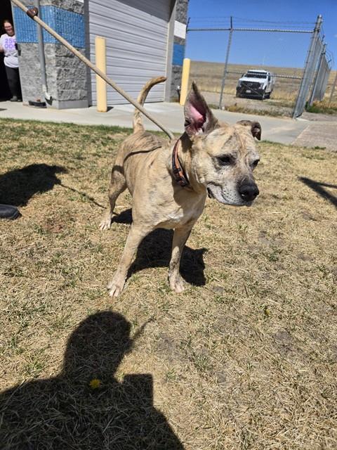 MONGO, Adoptable, Adult Male Pit Bull Terrier.