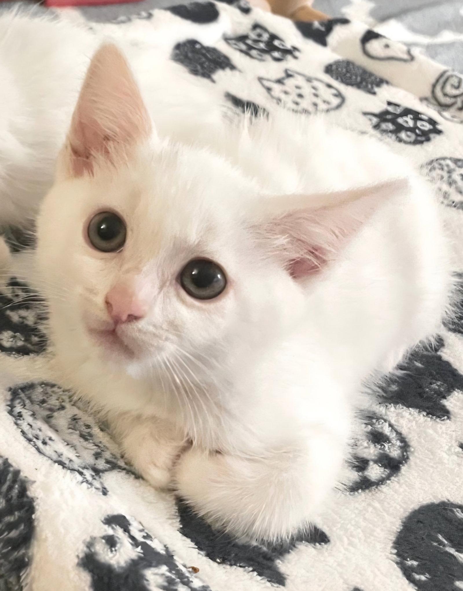 Enlarge Sake, a Adoptable Domestic Short Hair in Campbell, CA image 1/1