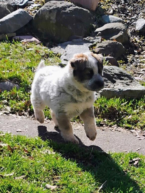 Zephyr, Adopted, Puppy Female Mixed Breed.