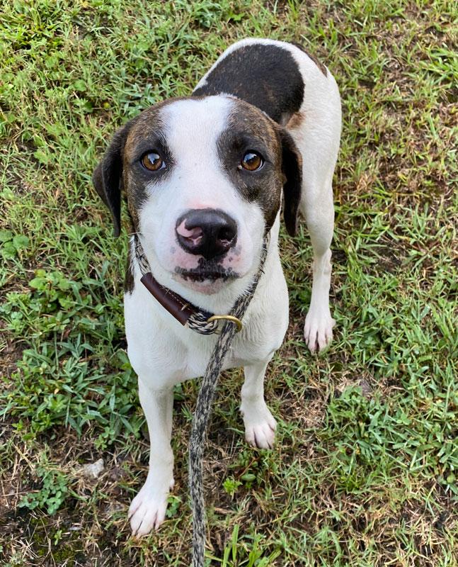 Walker, ADOPTABLE, Adult Male Feist.