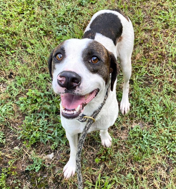 Walker, a ADOPTABLE Feist in Monroe, GA image 3/6