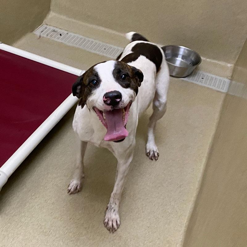 Walker, a ADOPTABLE Feist in Monroe, GA image 2/6