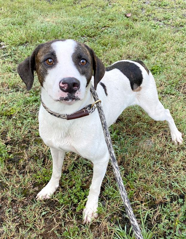 Walker, a ADOPTABLE Feist in Monroe, GA image 5/6
