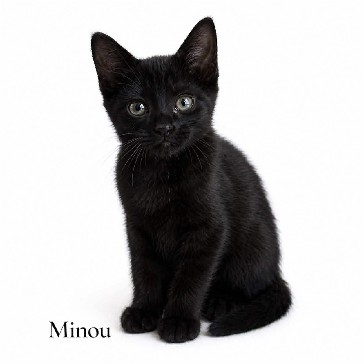 Enlarge Minou, a ADOPTABLE Domestic Short Hair in Stevensville, MI image 1/1