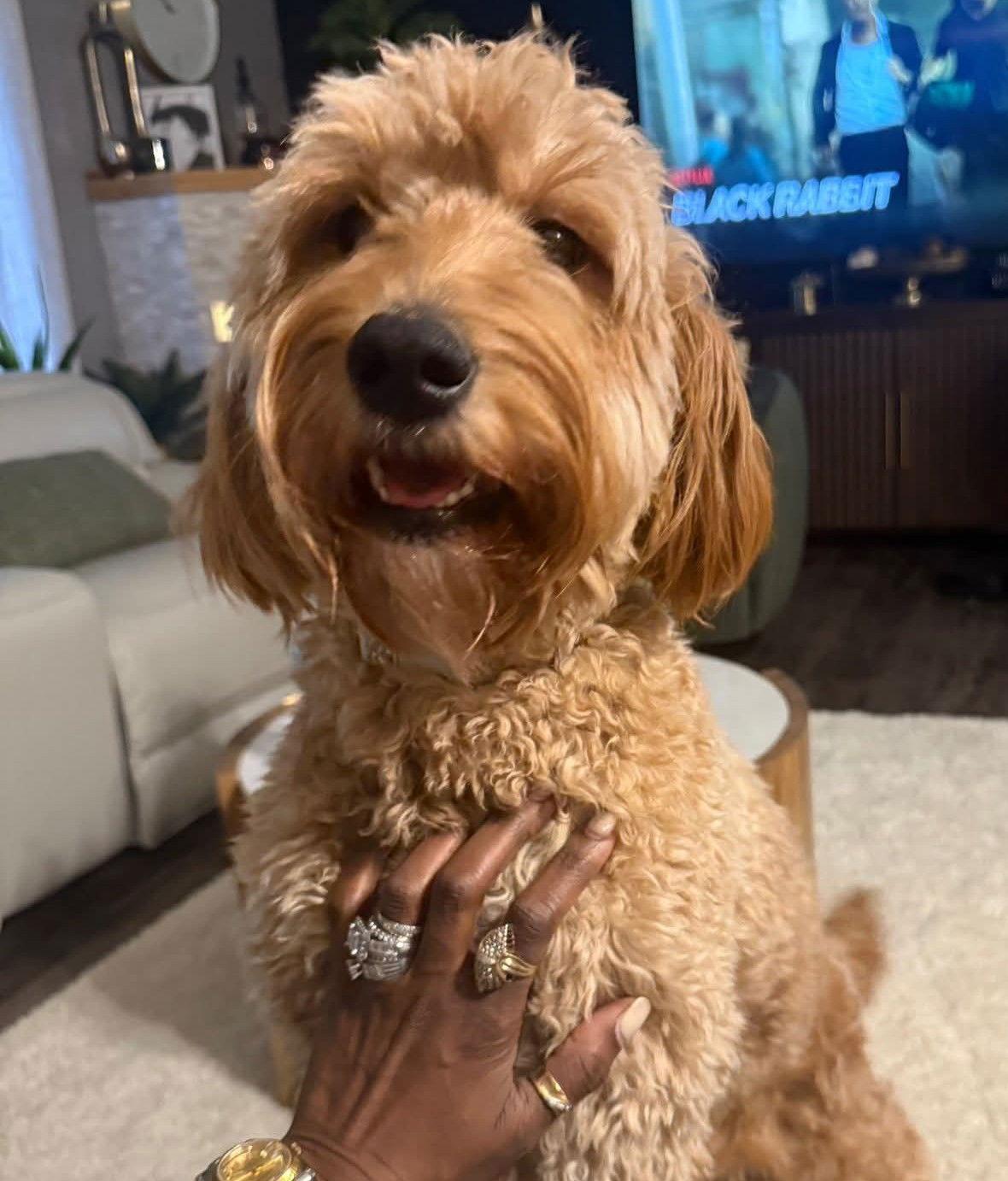 Fendi D6165, Adopted, Adult Female Golden Retriever & Poodle.