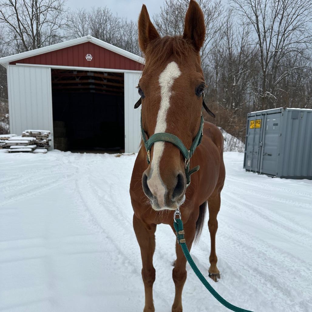 Enlarge Stephan - Real Sly, a Adoptable Thoroughbred in Fairport, NY image 1/6