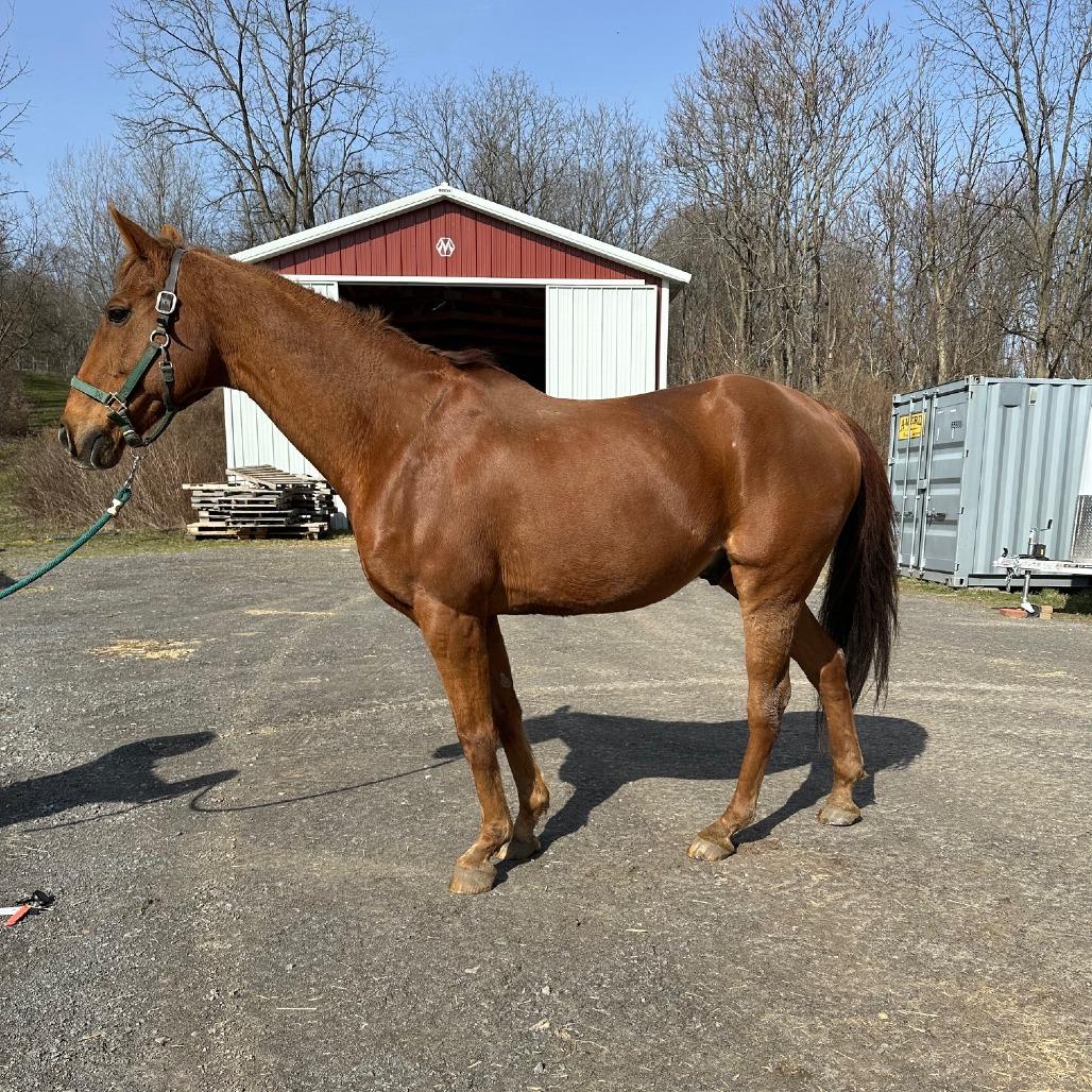 Enlarge Stephan - Real Sly, a Adoptable Thoroughbred in Fairport, NY image 3/6