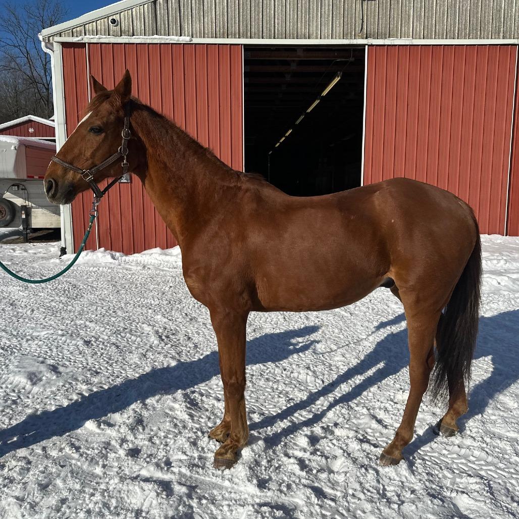 Enlarge Stephan - Real Sly, a Adoptable Quarterhorse in Fairport, NY image 3/6