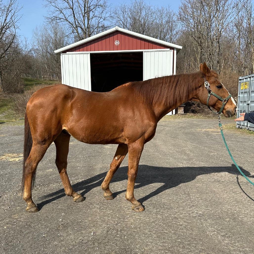 Enlarge Stephan - Real Sly, a Adoptable Quarterhorse in Fairport, NY image 6/6