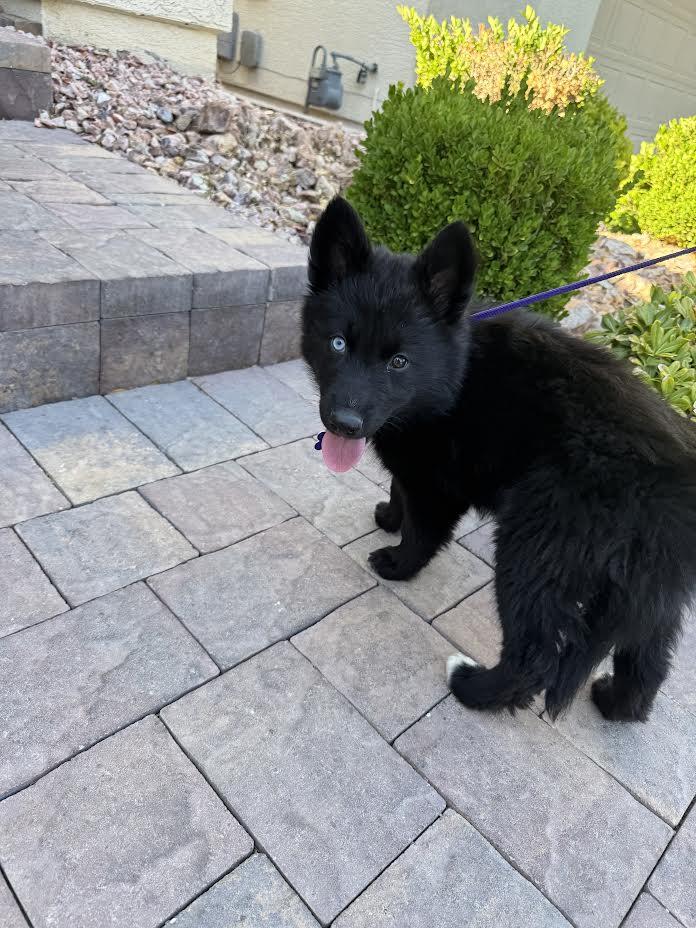 Delta, Baby Female unknown