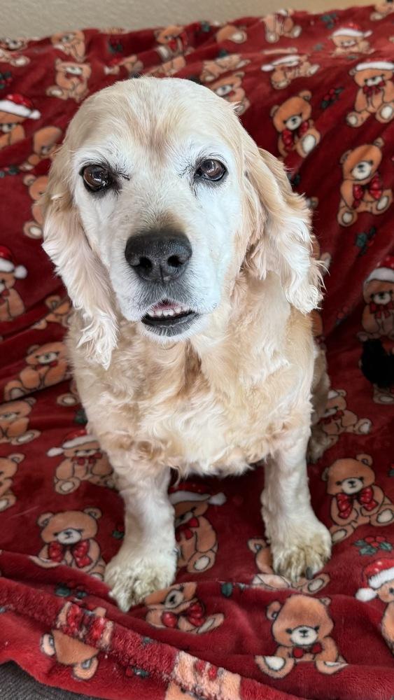 Betty, a Adoptable Cocker Spaniel in Jamestown, CA image 5/6