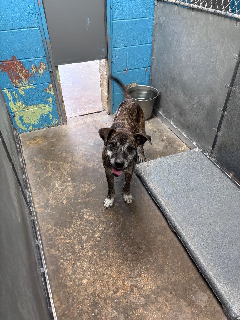 Enlarge Rizzy, a Adoptable mixed breed in Hot Springs, AR image 1/1