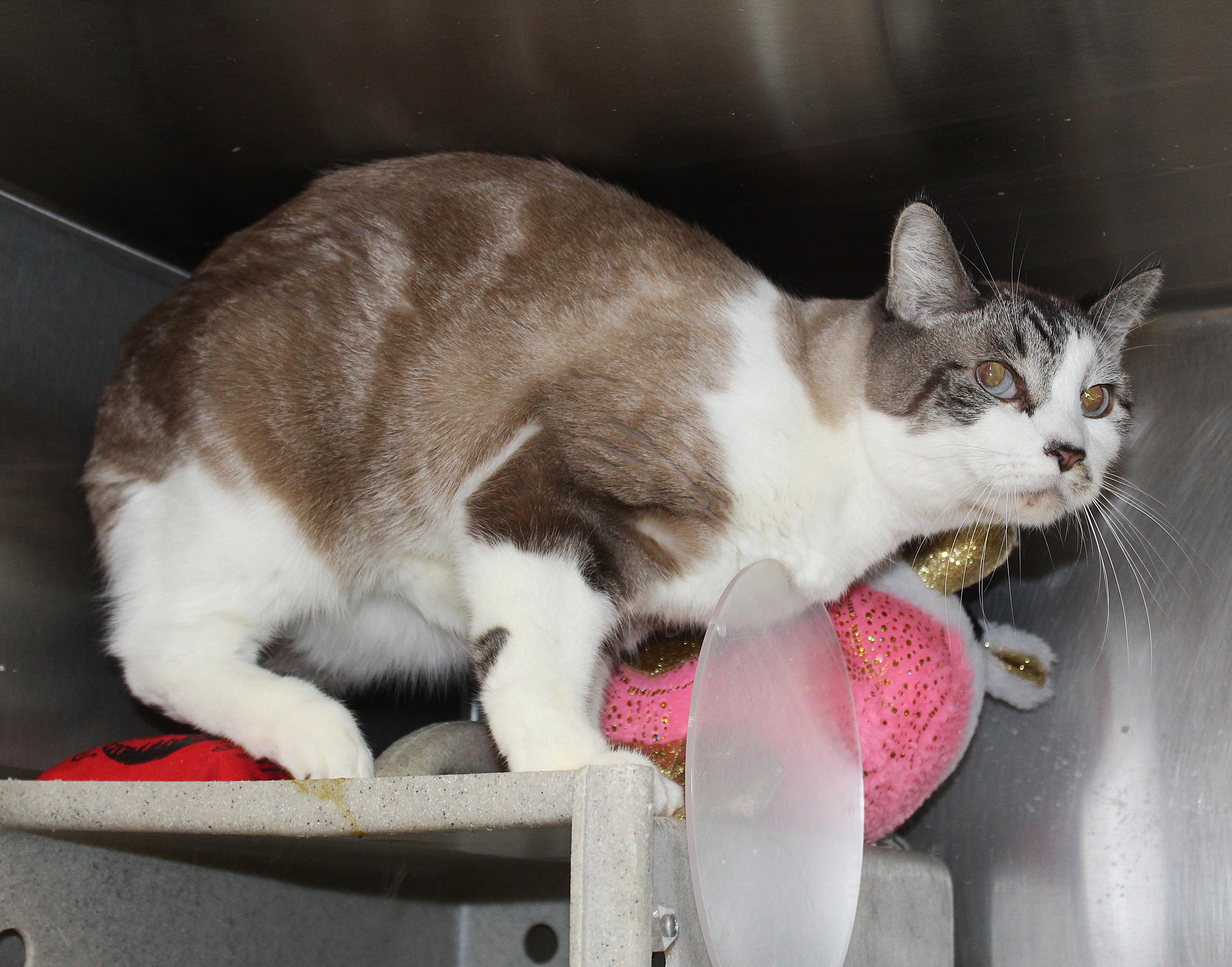 Enlarge Simba, a Adopted mixed breed in Yucca Valley, CA image 3/6