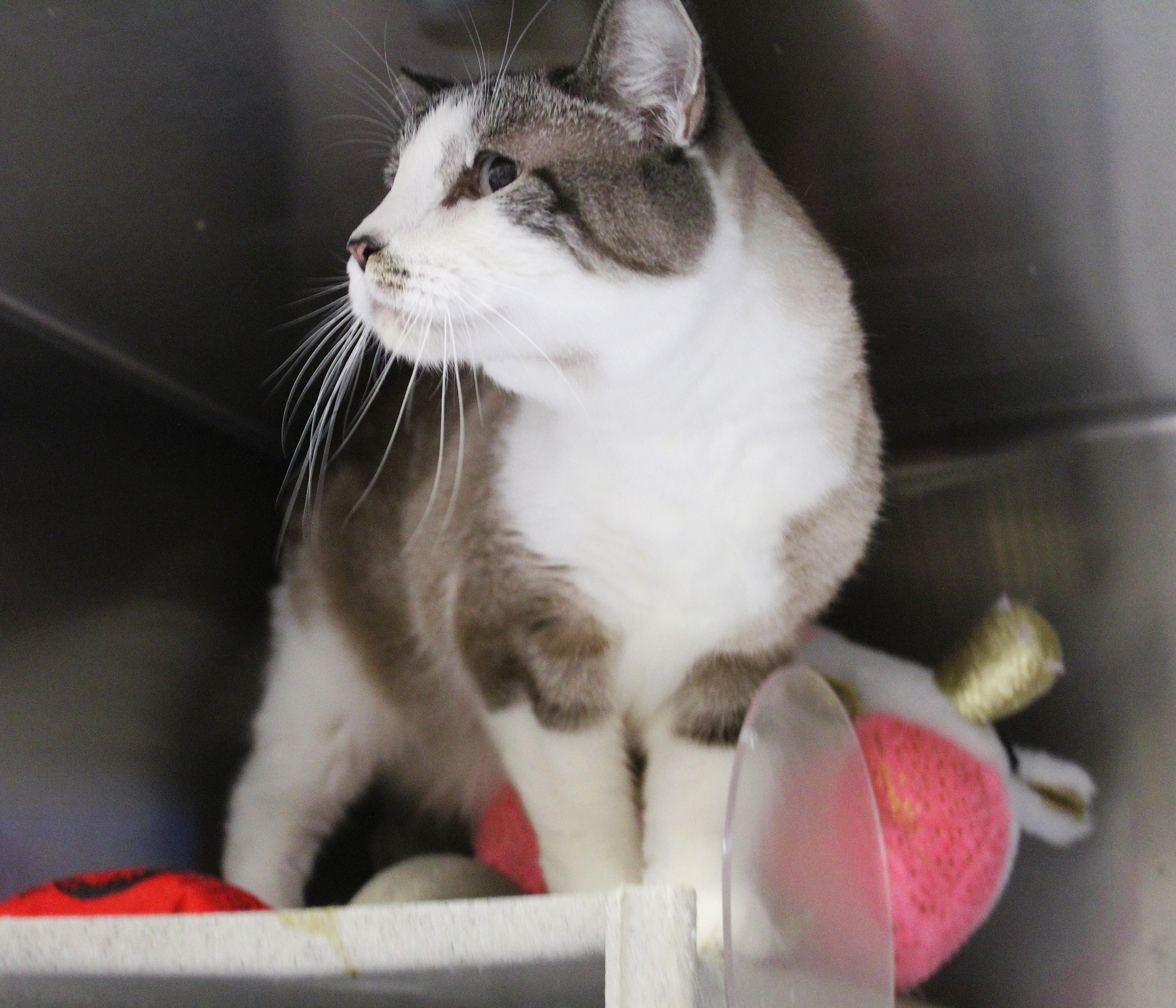 Enlarge Simba, a Adopted mixed breed in Yucca Valley, CA image 2/6